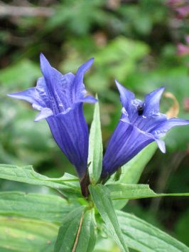 25_blaue Blume.jpg