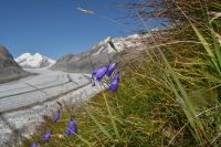 Aletschtour 2014 - Lila Blumen am Aletschgletscher